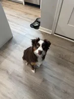 Piper, a female Miniature Australian Shepherd for sale in Hopewell, VA – Photo 1 of 2