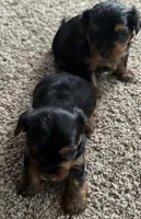 Yorkie Puppy, a male Yorkshire Terrier for sale in Silver Spring, MD – Photo 5 of 5