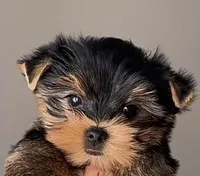 Yorkie Puppy, a male Yorkshire Terrier for sale in Silver Spring, MD – Photo 1 of 5