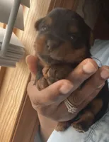 Yorkie Puppy, a male Yorkshire Terrier for sale in St. Louis, MO – Photo 3 of 3