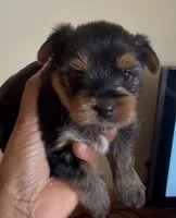 Yorkie Puppy, a male Yorkshire Terrier for sale in St. Louis, MO – Photo 1 of 3