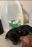 Yorkie Puppy, a male Yorkshire Terrier for sale in St. Louis, MO – Photo 2 of 3