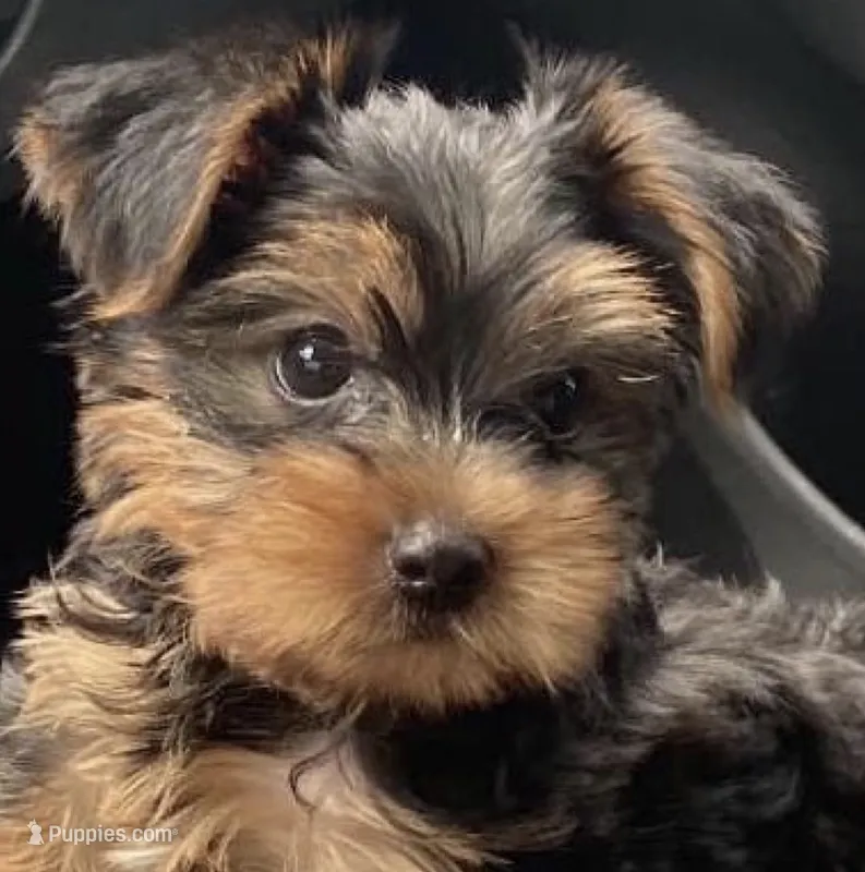 AKC Yorkie Puppy – Yorkshire Terrier puppy for sale in St. Louis, MO