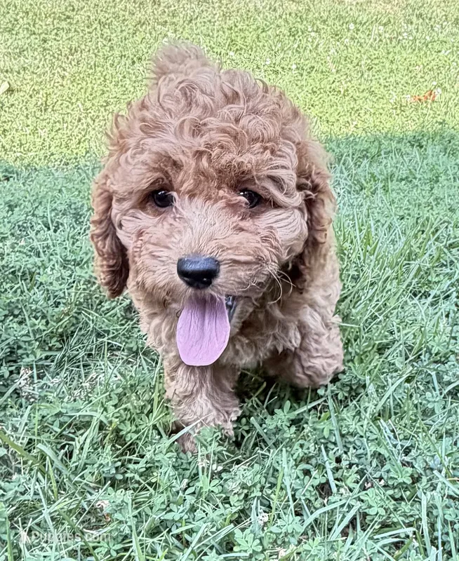 Rusty – Poodle - Miniature  puppy for sale in Woodbridge, VA