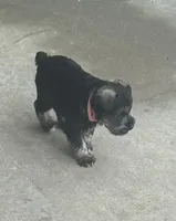 Bertha, a female Miniature Schnauzer for sale in Platte City, MO – 7 of 8