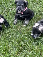 Bertha, a female Miniature Schnauzer for sale in Platte City, MO – 5 of 8