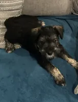 Bertha, a female Miniature Schnauzer for sale in Platte City, MO – 2 of 8