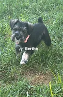 Bertha, a female Miniature Schnauzer for sale in Platte City, MO – 4 of 8