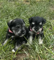 Bertha, a female Miniature Schnauzer for sale in Platte City, MO – 3 of 8