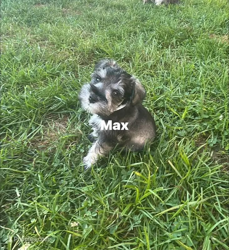 Max – Miniature Schnauzer puppy for sale in Platte City, MO