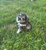 Max, a male Miniature Schnauzer for sale in Platte City, MO – 1 of 4