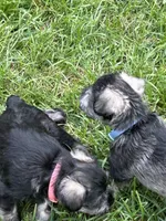 Max, a male Miniature Schnauzer for sale in Platte City, MO – 4 of 4