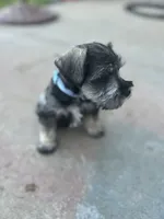 Max, a male Miniature Schnauzer for sale in Platte City, MO – 3 of 4