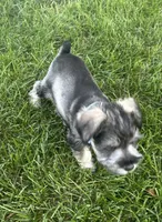Max, a male Miniature Schnauzer for sale in Platte City, MO – 2 of 4