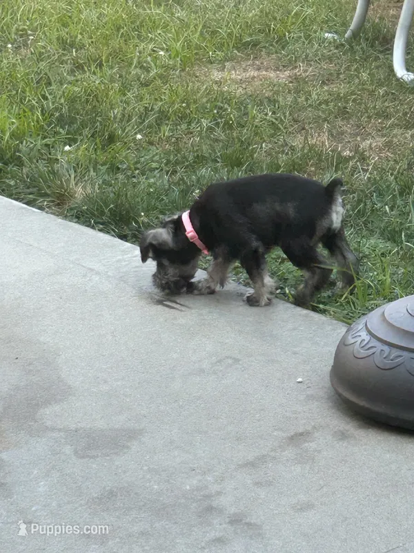 Bertha – Miniature Schnauzer puppy for sale in Platte City, MO