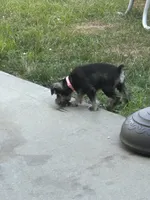 Bertha, a female Miniature Schnauzer for sale in Platte City, MO – 1 of 8