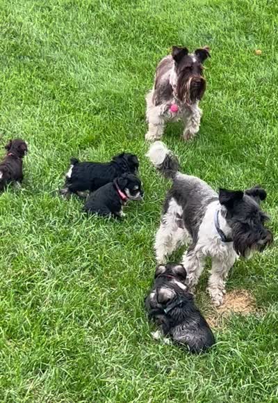 Bertha, a female Miniature Schnauzer for sale in Platte City, MO – 8 of 8