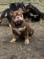 frappe, a female American Bully for sale in Toledo, OH – Photo 9 of 9