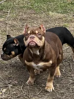 frappe, a female American Bully for sale in Toledo, OH – Photo 8 of 9