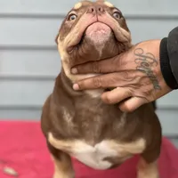 frappe, a female American Bully for sale in Beloit, WI – Photo 5 of 7