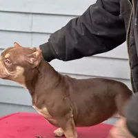frappe, a female American Bully for sale in Beloit, WI – Photo 2 of 7