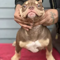 frappe, a female American Bully for sale in Beloit, WI – Photo 6 of 7