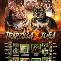 frappe, a female American Bully for sale in Beloit, WI – Photo 7 of 7