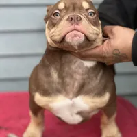 frappe, a female American Bully for sale in Beloit, WI – Photo 1 of 7