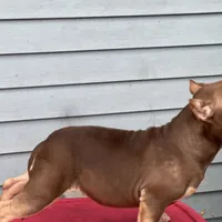 frappe, a female American Bully for sale in Beloit, WI – Photo 4 of 7
