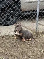 greysha, a female American Bully for sale in Toledo, OH – Photo 8 of 8