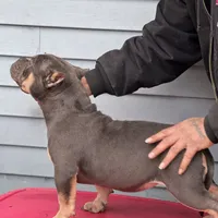 greysha, a female American Bully for sale in Beloit, WI – Photo 4 of 6