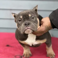 greysha, a female American Bully for sale in Beloit, WI – Photo 2 of 6