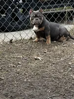 greysha, a female American Bully for sale in Toledo, OH – Photo 7 of 8