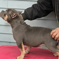 greysha, a female American Bully for sale in Beloit, WI – Photo 5 of 6