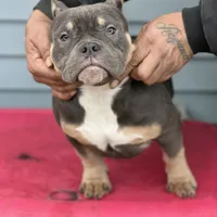 greysha, a female American Bully for sale in Beloit, WI – Photo 1 of 6
