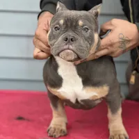 greysha, a female American Bully for sale in Beloit, WI – Photo 3 of 6