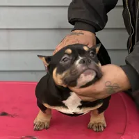 summer time, a female American Bully for sale in Beloit, WI – Photo 2 of 7