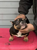 summer time, a female American Bully for sale in Beloit, WI – Photo 2 of 7