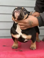 summer time, a female American Bully for sale in Beloit, WI – Photo 3 of 7