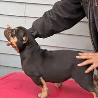 summer time, a female American Bully for sale in Beloit, WI – Photo 6 of 7