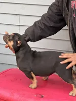 summer time, a female American Bully for sale in Beloit, WI – Photo 6 of 7