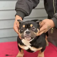 summer time, a female American Bully for sale in Beloit, WI – Photo 1 of 7