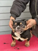 summer time, a female American Bully for sale in Beloit, WI – Photo 1 of 7
