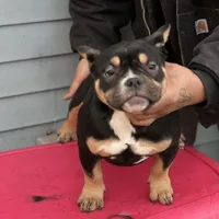 summer time, a female American Bully for sale in Beloit, WI – Photo 4 of 7