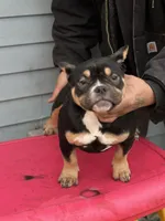 summer time, a female American Bully for sale in Beloit, WI – Photo 4 of 7