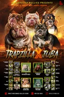 summer time, a female American Bully for sale in Beloit, WI – Photo 7 of 7