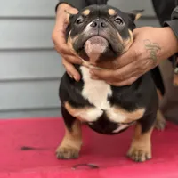 summer time, a female American Bully for sale in Beloit, WI – Photo 5 of 7