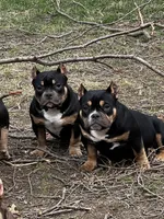 summer time, a female American Bully for sale in Toledo, OH – Photo 8 of 9