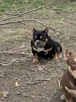 summer time, a female American Bully for sale in Toledo, OH – Photo 9 of 9