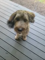 Rocko, a male Bernedoodle for sale in Mcdonough, GA – 3 of 5